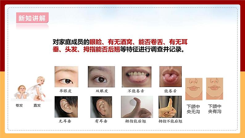 大象版六上科学 4.1《我像谁》课件+教案08