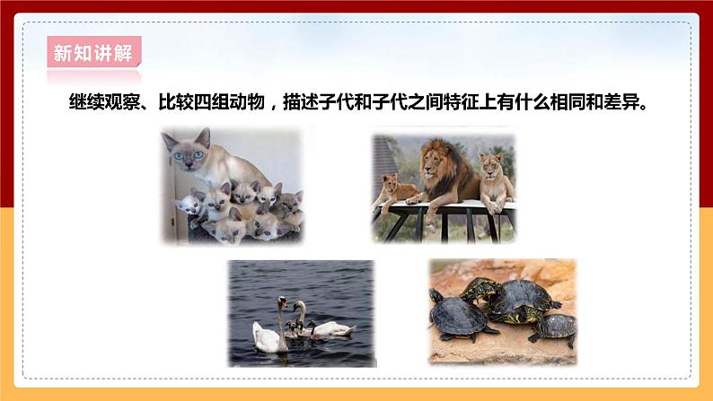大象版六上科学 4.2《动物的遗传和变异》课件+教案08
