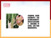 大象版六上科学 4.3《植物的遗传和变异》课件+教案