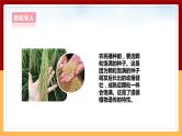 大象版六上科学 4.3《植物的遗传和变异》课件+教案