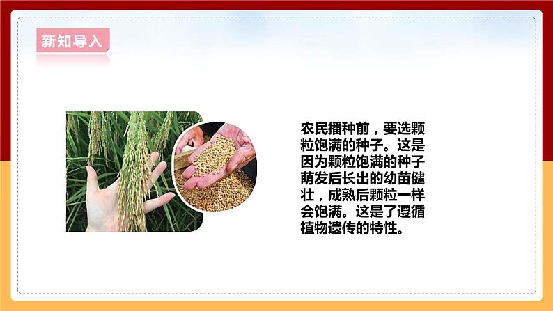 大象版六上科学 4.3《植物的遗传和变异》课件+教案04