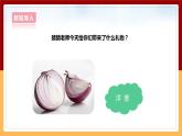 大象版六上科學 1.1《顯微鏡下的細胞》課件+教案