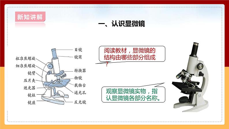 大象版六上科学 1.1《显微镜下的细胞》课件+教案07