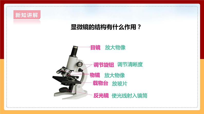 大象版六上科学 1.1《显微镜下的细胞》课件+教案08