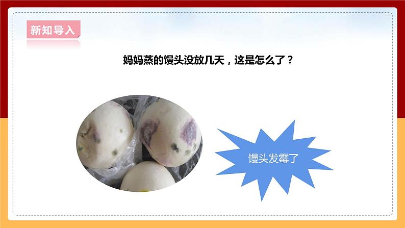 大象版六上科学 1.3《发霉的馒头》课件+教案03
