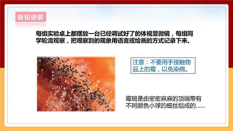 大象版六上科学 1.3《发霉的馒头》课件+教案06