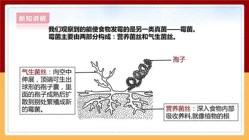 大象版六上科学 1.3《发霉的馒头》课件+教案08
