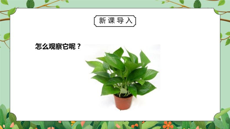 教科版一年级科学上册第一单元《植物-观察叶》PPT课件02