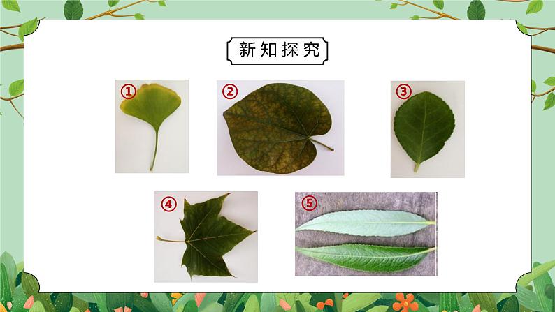 教科版一年级科学上册第一单元《植物-观察叶》PPT课件第3页