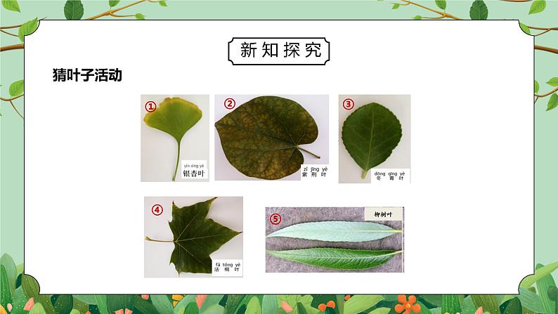教科版一年级科学上册第一单元《植物-观察叶》PPT课件第5页