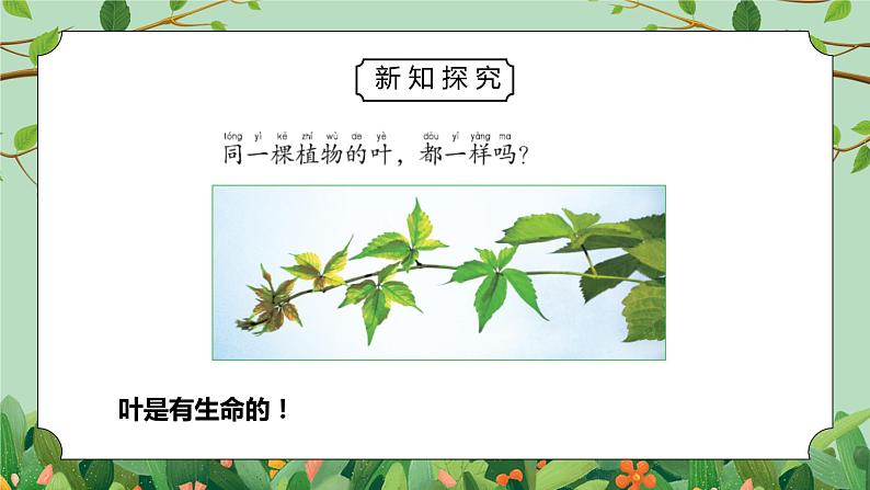 教科版一年级科学上册第一单元《植物-观察叶》PPT课件第6页