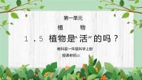 小学科学教科版 (2017)一年级上册5.植物是“活”的吗课文课件ppt