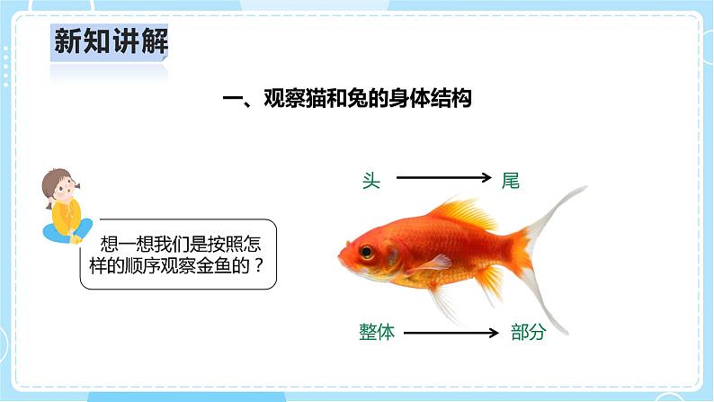 【人教鄂教版】一上科学 2.5《猫和兔》（课件+教案+同步练习）06