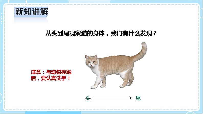 【人教鄂教版】一上科学 2.5《猫和兔》（课件+教案+同步练习）07
