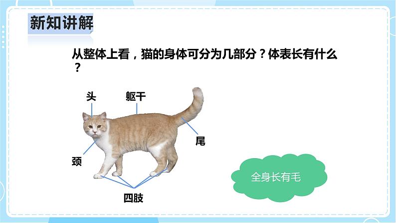 【人教鄂教版】一上科学 2.5《猫和兔》（课件+教案+同步练习）08