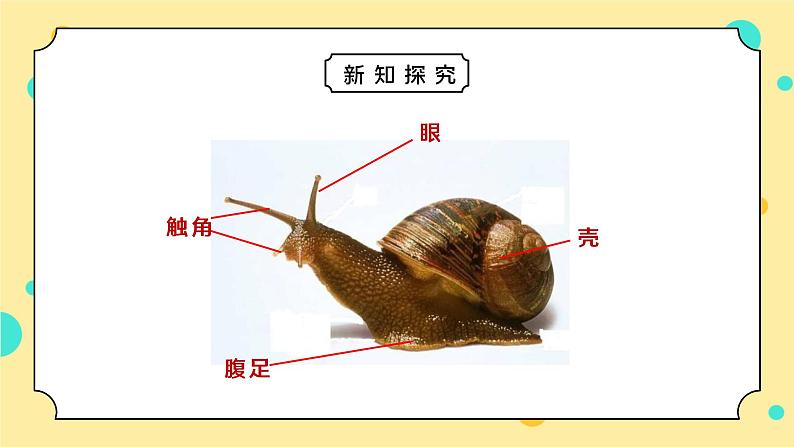 教科版一年级科学下册第二单元《动物-观察一种动物》PPT课件04