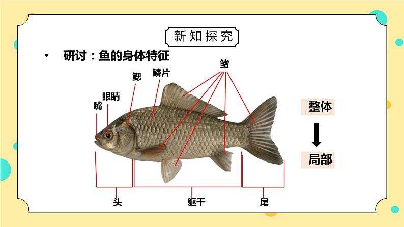 教科版一年级科学下册第二单元《动物-观察鱼》PPT课件第4页