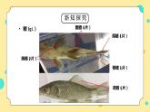 教科版一年级科学下册第二单元《动物-观察鱼》PPT课件
