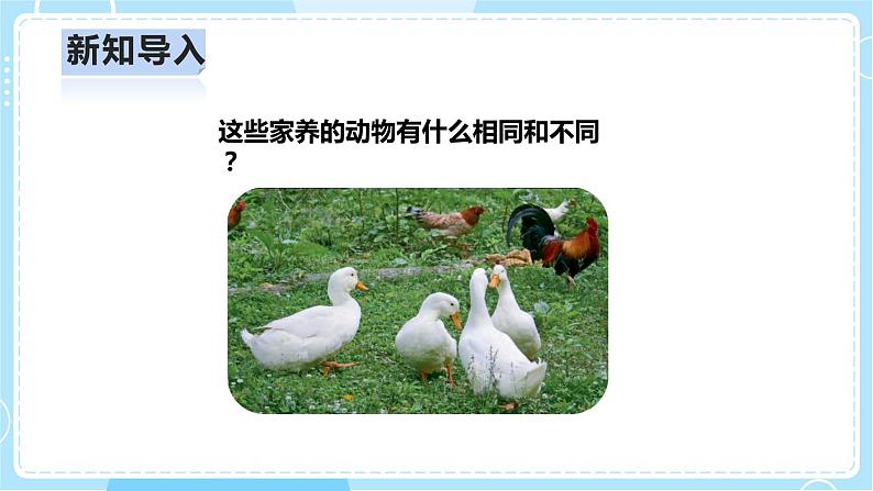 【人教鄂教版】一上科学 2.6《常见的家养动物》（课件+教案+同步练习）05