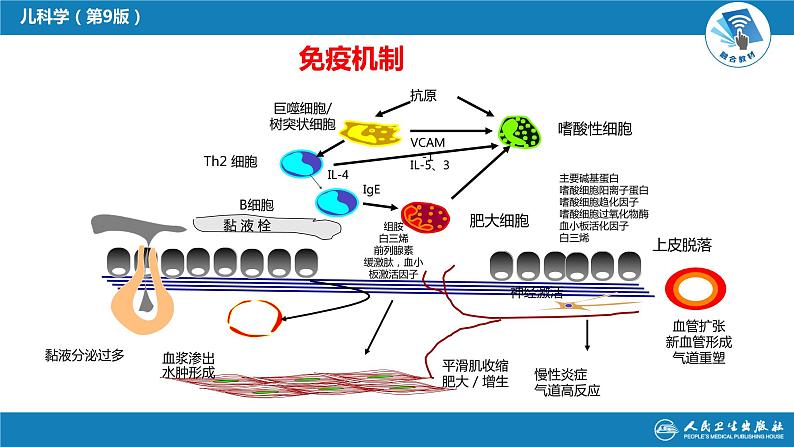 第十章 呼吸系统疾病 第六节 支气管哮喘课件PPT07