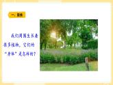【青島版六三制】三上科學(xué) 2.5 植物的“身體 課件