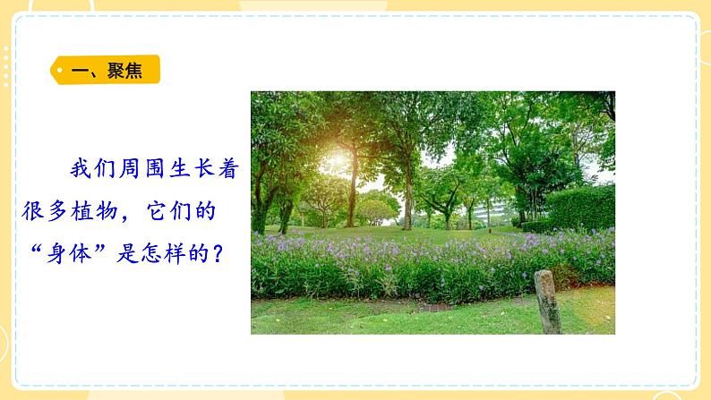 【青岛版六三制】三上科学 2.5 植物的“身体 课件第2页