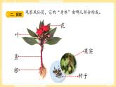 【青島版六三制】三上科學(xué) 2.5 植物的“身體 課件