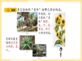 【青島版六三制】三上科學(xué) 2.5 植物的“身體 課件