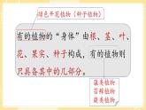 【青島版六三制】三上科學(xué) 2.5 植物的“身體 課件