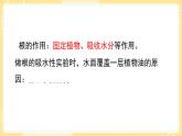 【青岛版六三制】三上科学 第二单元  单元评价 课件
