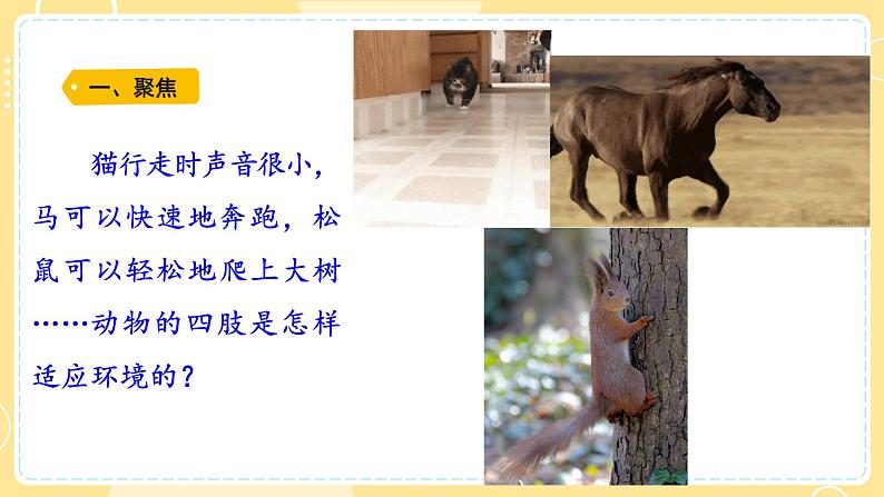 【青岛版六三制】三上科学 1.1 动物的四肢  课件02