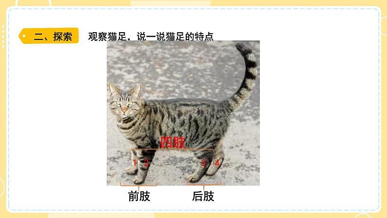 【青岛版六三制】三上科学 1.1 动物的四肢  课件03