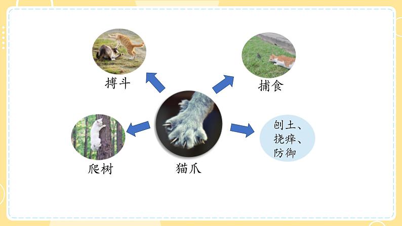 【青岛版六三制】三上科学 1.1 动物的四肢  课件07