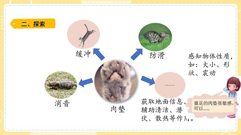 【青岛版六三制】三上科学 1.1 动物的四肢  课件08