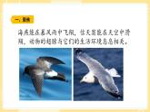 【青岛版六三制】三上科学 1.3 动物的翅膀 课件