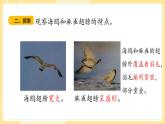 【青岛版六三制】三上科学 1.3 动物的翅膀 课件