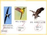 【青岛版六三制】三上科学 1.3 动物的翅膀 课件