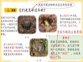 【青岛版六三制】三上科学 1.4 冬眠与迁徙 课件