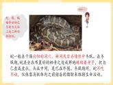 【青岛版六三制】三上科学 1.4 冬眠与迁徙 课件