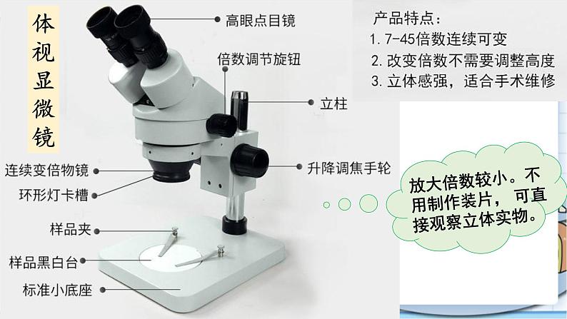 大象版科学六上 1.3《发霉的馒头》课件03