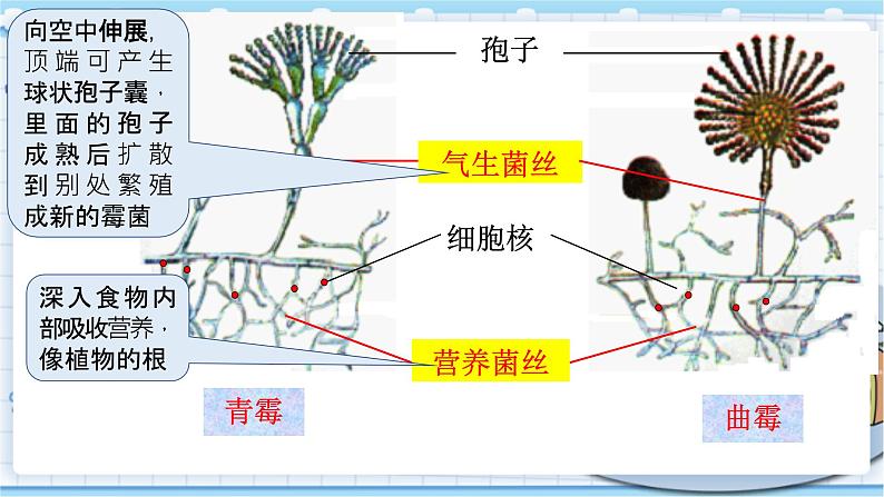 大象版科学六上 1.3《发霉的馒头》课件06