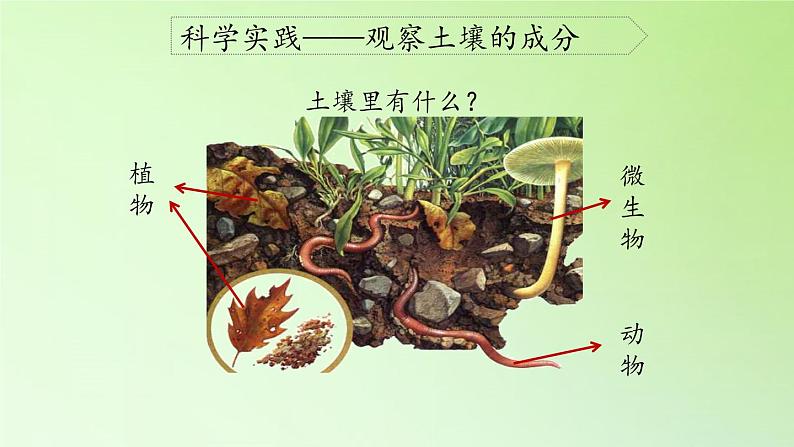 人教版鄂教版科学三年级下册第一单元1.《土壤里有什么》教案+学案+课件06