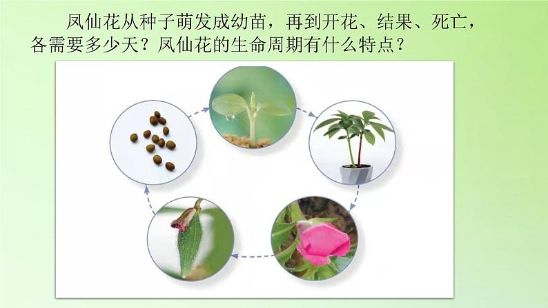 人教版鄂教版科学三年级下册第二单元8.《凤仙花的一生》教学设计+学案+课件05