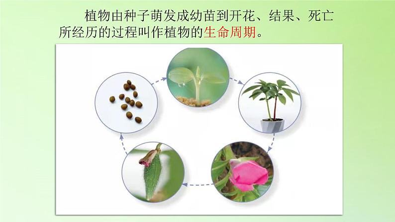 人教版鄂教版科学三年级下册第二单元8.《凤仙花的一生》教学设计+学案+课件06