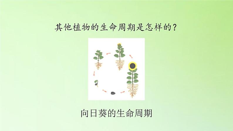 人教版鄂教版科学三年级下册第二单元8.《凤仙花的一生》教学设计+学案+课件07