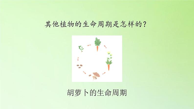 人教版鄂教版科学三年级下册第二单元8.《凤仙花的一生》教学设计+学案+课件08