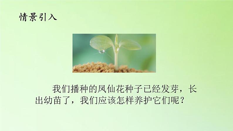 人教版鄂教版科学三年级下册第二单元5.《养护凤仙花》教学设计+学案+课件04
