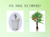 人教版鄂教版科学三年级下册第二单元6.《根 茎 叶》教学设计+学案+课件