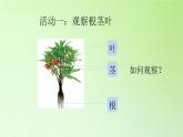 人教版鄂教版科学三年级下册第二单元6.《根 茎 叶》教学设计+学案+课件