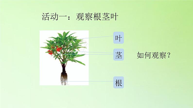 人教版鄂教版科学三年级下册第二单元6.《根 茎 叶》教学设计+学案+课件04